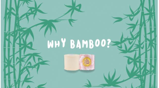 Tại sao giấy vệ sinh nên được làm từ tre 